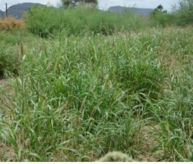 grass seed for harvesting.jpg