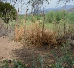 maintained fence.jpg