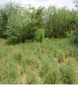reseeded plot.jpg
