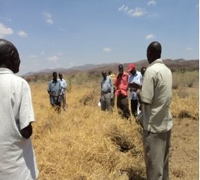 grass ready for harvesting.jpg